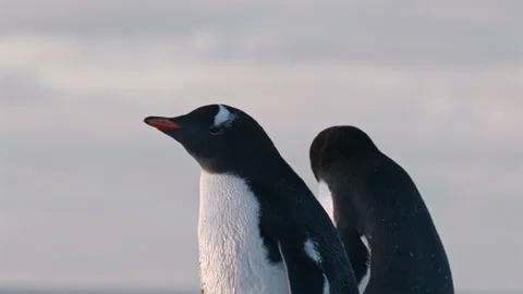 Gentoo penguin flapping flippers in Antarctica 動画素材 343121406