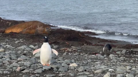 Gentoo Penguin Flaps Wings and Preens as Southern Elephant Seal Sleeps Behind Stock Footage 337904425
