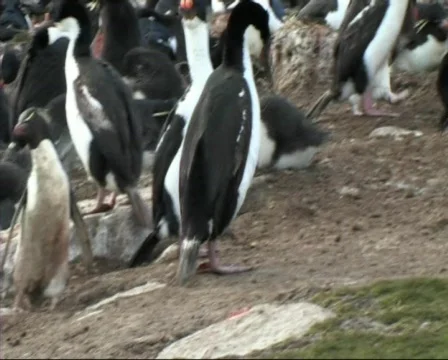 Gentoo penguin Stock Footage 128394