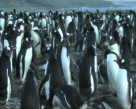 Gentoo penguin Stock Footage 128638