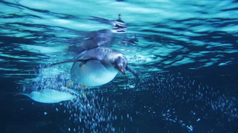 Gentoo penguin 스톡 동영상 32282476