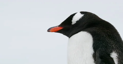 Gentoo penguin Stock Footage 133988289