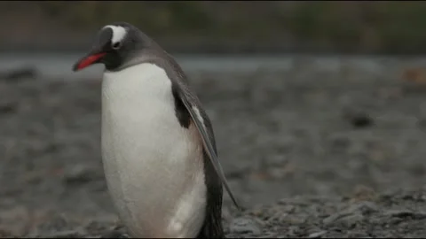 Gentoo penguin Stock Footage