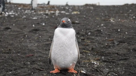 Gentoo penguin in gently falling snow Stock Footage 105069785