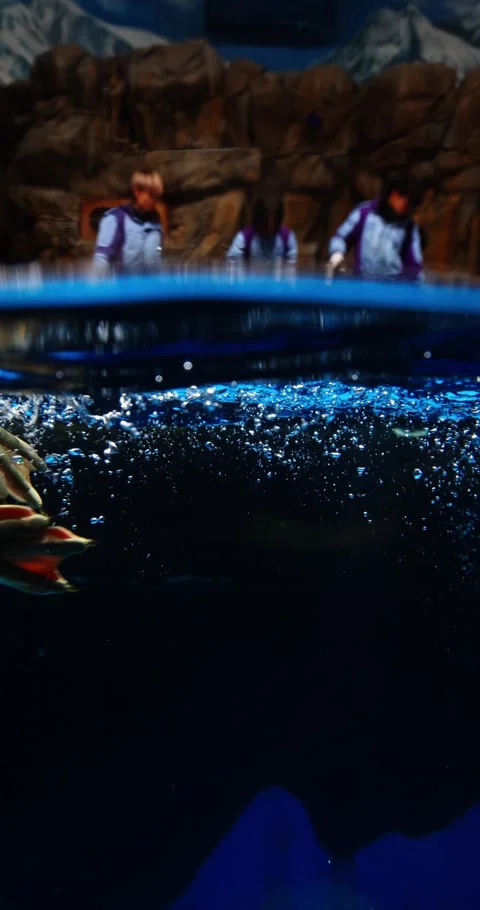 Gentoo Penguin Gliding Underwater Surface Aquarium Slow Motion Видео 329580126