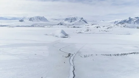 Gentoo penguin group migration arctic aerial view Stock Footage 104470708