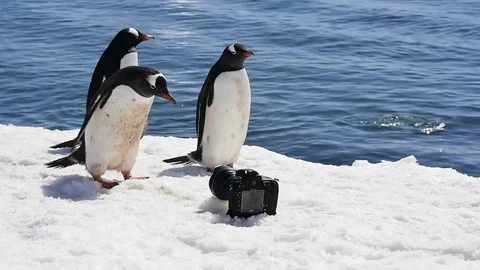 Gentoo Penguin on the ice Stock Footage 77128367