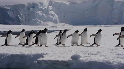 Gentoo Penguin on the ice Stock Footage 77128743