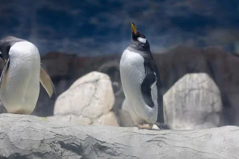 Gentoo penguin looking up while standing on rocks 스톡 사진