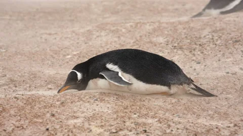 Gentoo Penguin lying down on windy beach. 動画素材 58240070