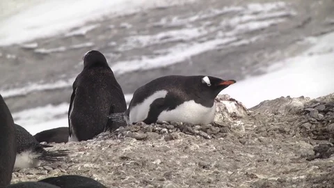 Gentoo Penguin lying on nest 스톡 동영상 83931280