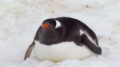Gentoo Penguin Lying on the Snow Stock Footage 125775539
