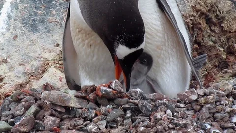 Gentoo Penguin moving rocks Stock Footage 125783175