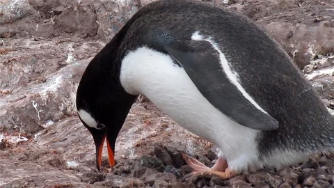 Gentoo Penguin moving rocks Stock Footage 125783253