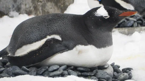 Gentoo penguin on nest Stock Footage 32278111