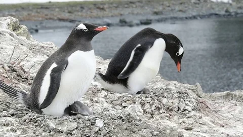 Gentoo Penguin on the nest Stock Footage 74498174