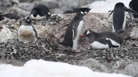 Gentoo Penguin on the nest Stock Footage 75337792