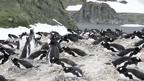Gentoo Penguin on the nest Stock Footage 75363150