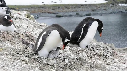 Gentoo Penguin on the nest Stock Footage 75363295