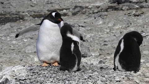 Gentoo Penguin on the nest Stock Footage 77122831
