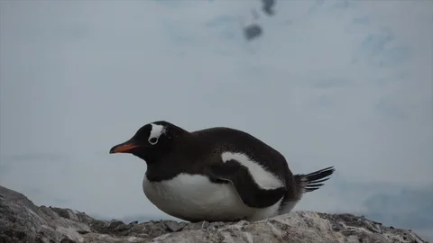 Gentoo Penguin on the nest Stock Footage 88108174