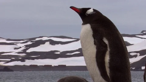 Gentoo Penguin nesting in Antarctica Video stock 84081304