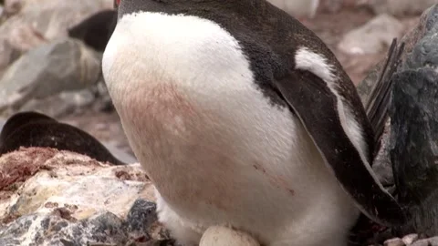Gentoo Penguin Nesting Stock Footage 170357862