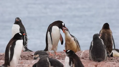 Gentoo Penguin Parent Feeding Chick in Antarctic Colony, Close-Up Wildlife Stock Footage 345138845