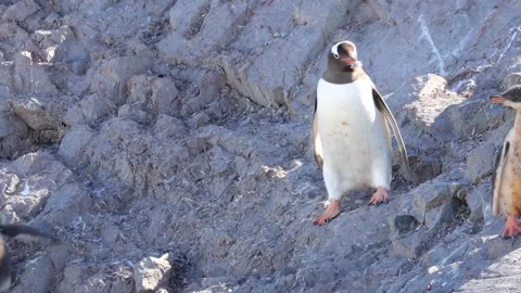 Gentoo Penguin Pecking Chick on Rocky Antarctic Slope in Bright Daylight Stock Footage 345137331