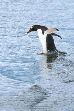 Gentoo penguin Stock Photos