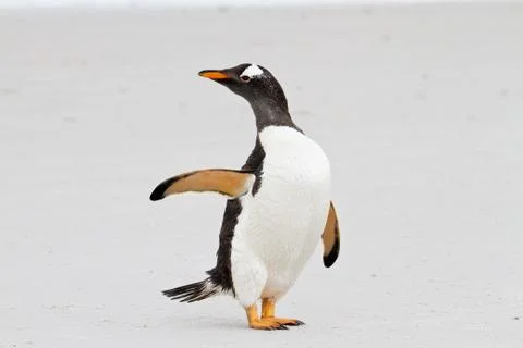Gentoo penguin Foto stock