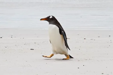 Gentoo penguin Foto stock