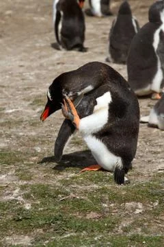Gentoo penguin Foto stock