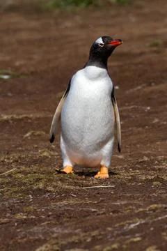 Gentoo penguin Foto stock
