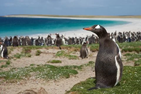 Gentoo Penguin Stock Photos