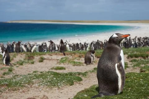 Gentoo Penguin Stock Photos