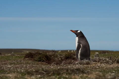 Gentoo Penguin Stock Photos