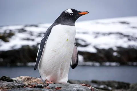 Gentoo penguin Stock Photos
