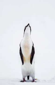 Gentoo Penguin Stock Photos
