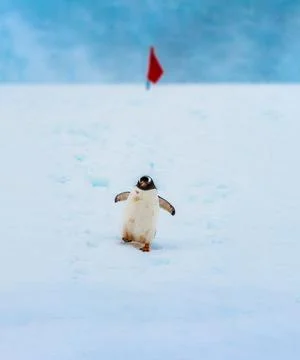 Gentoo Penguin Stock Photos