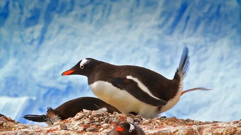 Gentoo Penguin Pooping Stock Footage 112733453