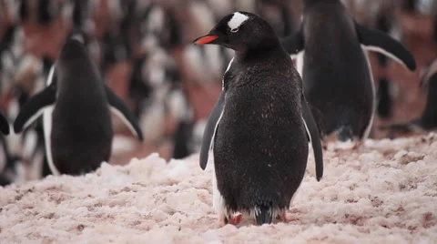 Gentoo Penguin Preening Vídeo Stock 58860455