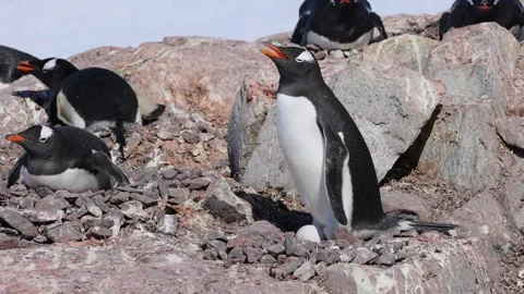 Gentoo penguin protecting a single egg on a rocky nest in Antarctica. Authentic Stock Footage 337041076