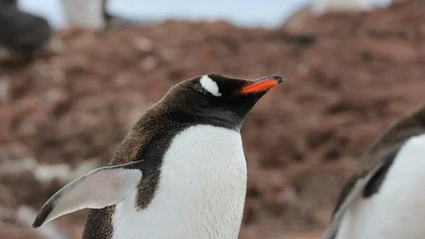 Gentoo Penguin relaxed Stock Footage 105067260