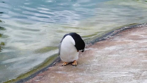 Gentoo Penguin Resting by Water's Edge Stock Footage 289876598