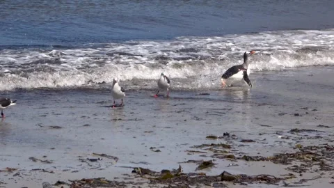 Gentoo penguin running out of surf on beach, Falkland Islands, 4K Stock Footage 332327638
