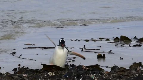 Gentoo Penguin on the see grass Stock Footage 76760264