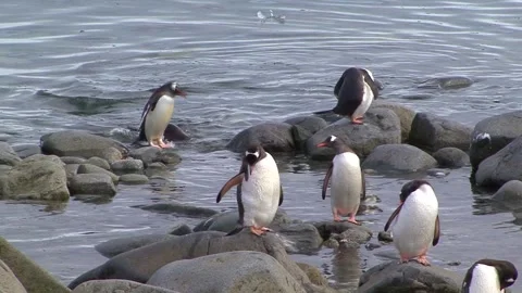 Gentoo Penguin At The Shore Stock Footage 170358015