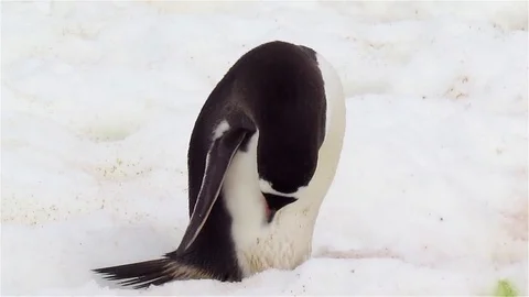 Gentoo Penguin on the Snow Stock Footage 125776100