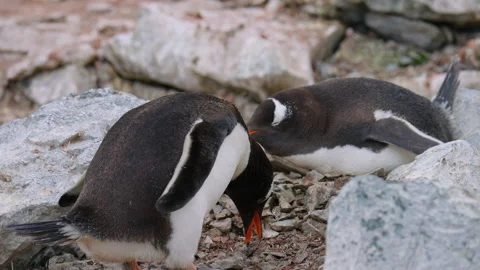 Gentoo Penguin Stack And Arrange Rocks To Build Circular, Elevated Nests That 库存影片 330838000